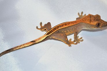 #CorrelophusCiliatus #CrestedGecko #GekonOrzęsiony #hatchling #Kronengecko #młody #RhacodactylusCiliatus #young