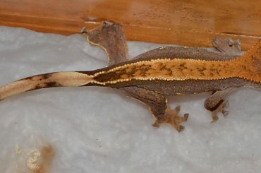 #CorrelophusCiliatus #CrestedGecko #GekonOrzęsiony #hatchling #Kronengecko #młody #RhacodactylusCiliatus #young
