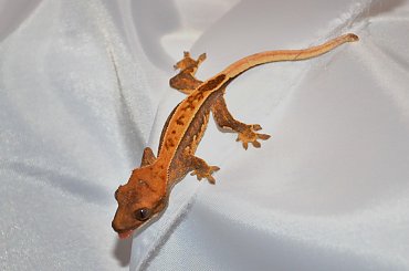 #CorrelophusCiliatus #CrestedGecko #GekonOrzęsiony #hatchling #Kronengecko #młody #RhacodactylusCiliatus #young