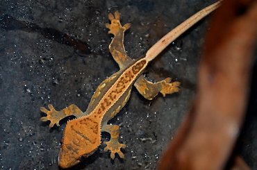 #CorrelophusCiliatus #CrestedGecko #GekonOrzęsiony #hatchling #Kronengecko #młody #RhacodactylusCiliatus #young
