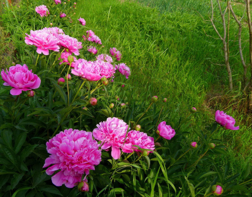 to był maj ... :))) #kwiaty #maj #ogród #przyroda