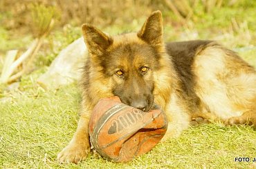 #Forrest #Gildo #OwczarekNiemiecki #Parys #Saba #Tobi #WiernyDruh