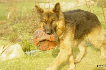 #Forrest #Gildo #OwczarekNiemiecki #Parys #Saba #Tobi #WiernyDruh