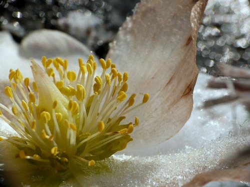 Zimowe kwiaty .Ciemiernik biały. #ciemiernik #kwiaty #ogród #zima