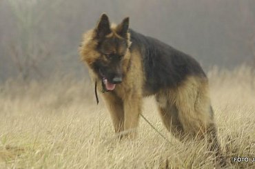 #Forrest #Gildo #OwczarekNiemiecki #Parys #Saba #Tobi #WiernyDruh