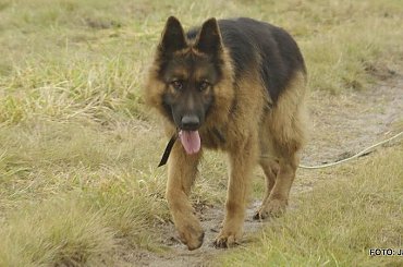 #Forrest #Gildo #OwczarekNiemiecki #Parys #Saba #Tobi #WiernyDruh