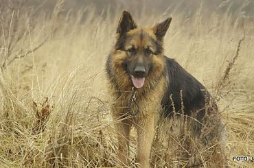 #Forrest #Gildo #OwczarekNiemiecki #Parys #Saba #Tobi #WiernyDruh