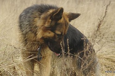 #Forrest #Gildo #OwczarekNiemiecki #Parys #Saba #Tobi #WiernyDruh