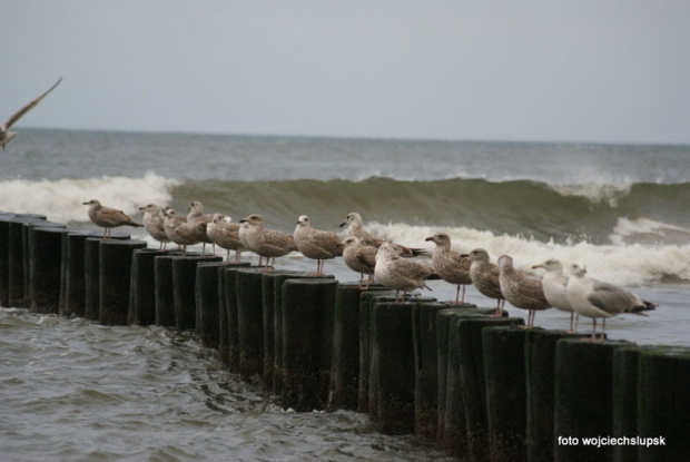 kwiatki,Ustka