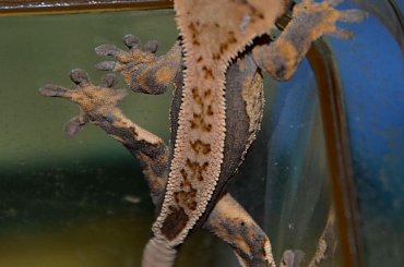 #CorrelophusCiliatus #CrestedGecko #GekonOrzęsiony #hatchling #Kronengecko #młody #pinstripe #RhacodactylusCiliatus #young