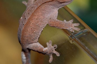 #CorrelophusCiliatus #CrestedGecko #GekonOrzęsiony #hatchling #Kronengecko #młody #RhacodactylusCiliatus #young