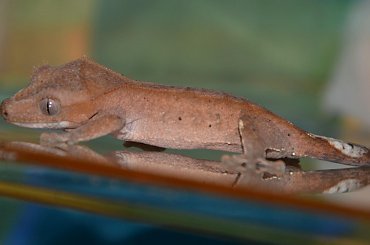 #CorrelophusCiliatus #CrestedGecko #GekonOrzęsiony #hatchling #Kronengecko #młody #RhacodactylusCiliatus #young