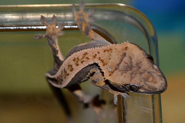 #CorrelophusCiliatus #CrestedGecko #GekonOrzęsiony #hatchling #Kronengecko #młody #pinstripe #RhacodactylusCiliatus #young