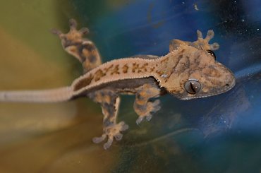 #CorrelophusCiliatus #CrestedGecko #GekonOrzęsiony #hatchling #Kronengecko #młody #pinstripe #RhacodactylusCiliatus #young