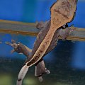 #CorrelophusCiliatus #CrestedGecko #GekonOrzęsiony #hatchling #Kronengecko #młody #pinstripe #RhacodactylusCiliatus #young