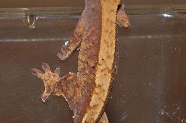 #CorrelophusCiliatus #CrestedGecko #GekonOrzęsiony #hatchling #Kronengecko #młody #RhacodactylusCiliatus #young