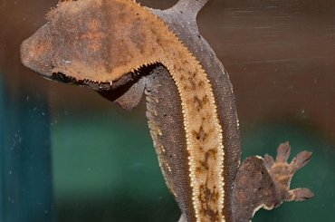 #CorrelophusCiliatus #CrestedGecko #GekonOrzęsiony #hatchling #Kronengecko #młody #RhacodactylusCiliatus #young