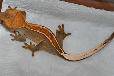 #CorrelophusCiliatus #CrestedGecko #GekonOrzęsiony #hatchling #Kronengecko #młody #pinstripe #RhacodactylusCiliatus #young