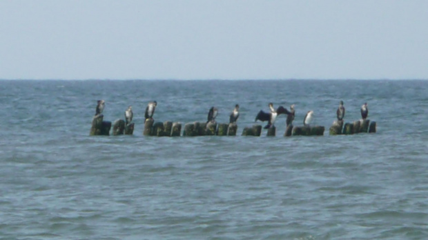 Hel - plaża . sierpień 2012