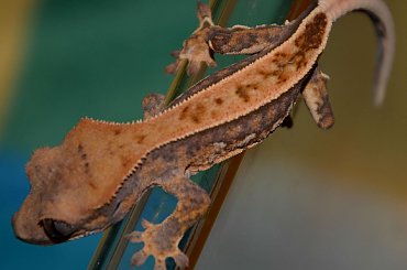 #CorrelophusCiliatus #CrestedGecko #GekonOrzęsiony #hatchling #Kronengecko #młody #pinstripe #RhacodactylusCiliatus #young