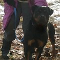 www.rottka.pl #rottweiler #rottka