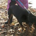 www.rottka.pl #rottweiler #rottka