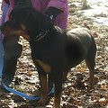 www.rottka.pl #rottweiler #rottka