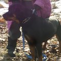 www.rottka.pl #rottweiler #rottka