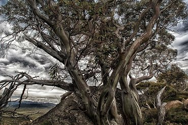 Eukaliptus z Parku Kosciuszki #gory #ludzie #natura #przyroda