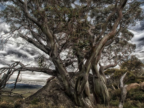Eukaliptus z Parku Kosciuszki #gory #ludzie #natura #przyroda
