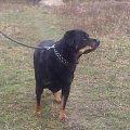 #rottka #rottweiler #adopcja #DoAdopcji