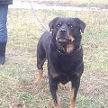 #rottka #rottweiler #adopcja #DoAdopcji