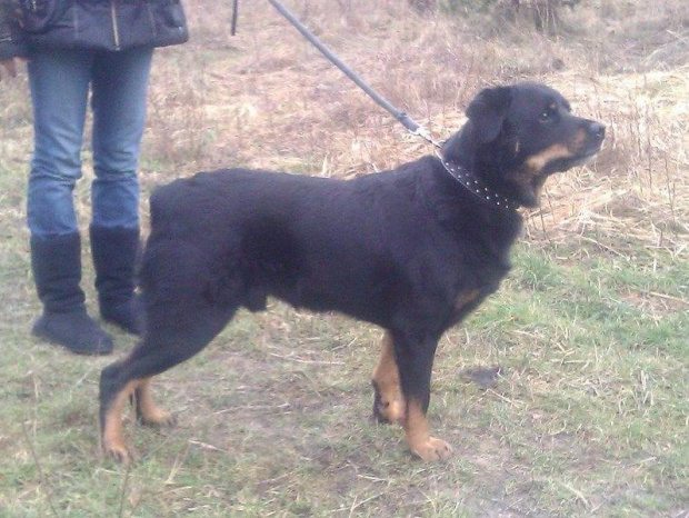 #rottka #rottweiler #adopcja #DoAdopcji