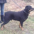 #rottka #rottweiler #adopcja #DoAdopcji