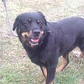 #rottka #rottweiler #adopcja #DoAdopcji