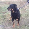 #rottka #rottweiler #adopcja #DoAdopcji