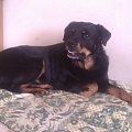 #rottka #rottweiler #adopcja #DoAdopcji