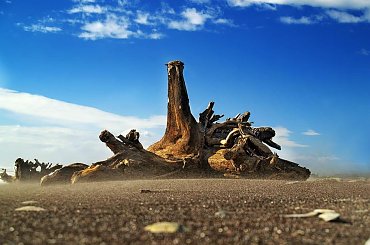 Drzewo wyrzucone na plaze #chmury #gory #ocean #poranek #przyroda #woda #WschodSlonca