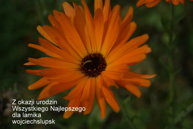 Wszystkiego Najlepszego