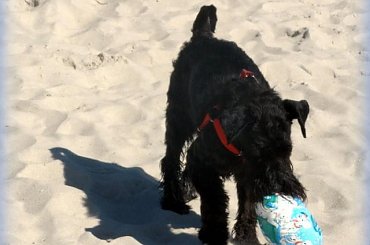 Wakacje nad M. Bałtyckim #morze #plaża #wakacje #zibi #sznaucer