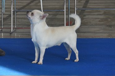 Belgrad 2012 #Chihuahua