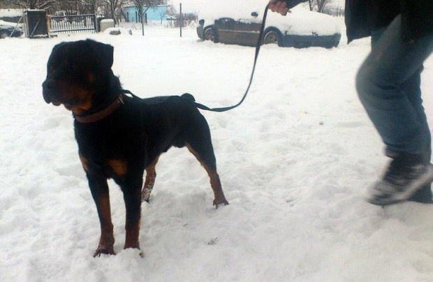 Vader www.rottka.pl #rottka #rottweiler #vader