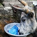 nie ma to jak smak wody po praniu #góry #Himalaje #ludzie #natura #Nepal #przyroda