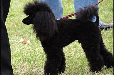 Nie-sznaucery na wystawach #pies #champion #wystawa #zkwp #fci