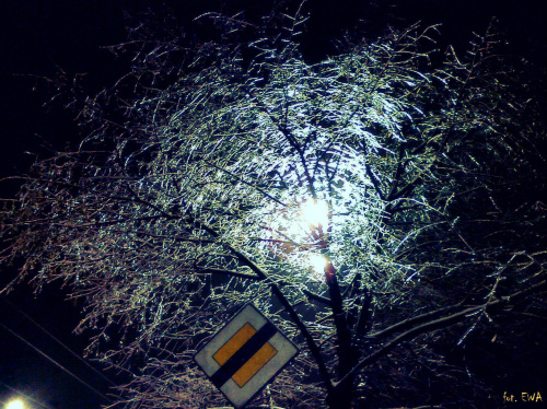 Drzewo w lodzie