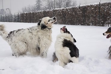 #aussie #AustralianSheperd #OwczarekAustralijski #psy #spacer #zima