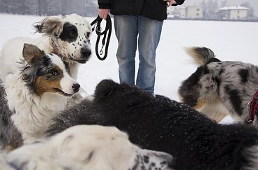 #aussie #AustralianSheperd #OwczarekAustralijski #psy #spacer #zima