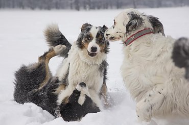 #aussie #AustralianSheperd #OwczarekAustralijski #psy #spacer #zima