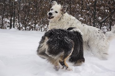 #aussie #AustralianSheperd #OwczarekAustralijski #psy #spacer #zima