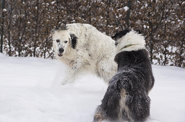 #aussie #AustralianSheperd #OwczarekAustralijski #psy #spacer #zima